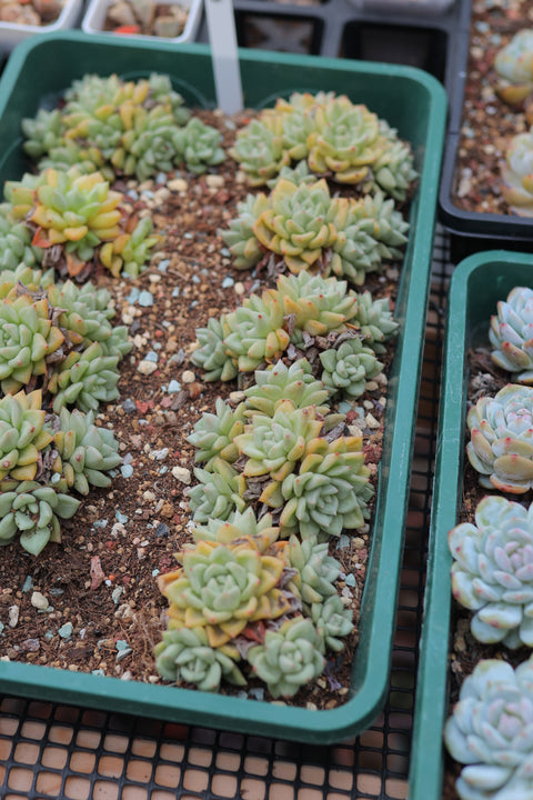 Echeveria 'J.C. Van Keppel' 黄金象牙