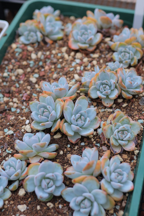 Echeveria laui x Graptoveria 'amethorum'  星星雪
