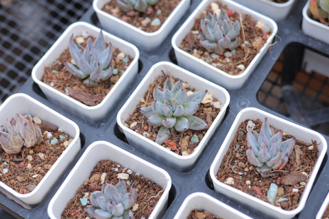 Echeveria unguiculata 魔爪