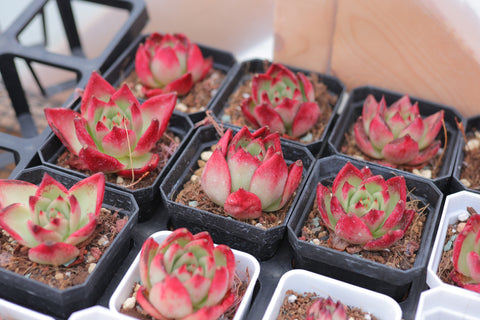 Echeveria Agavoides 'Red Knight' 红骑士