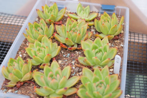 Echeveria agavoides 'Frank Reinelt' 弗兰克