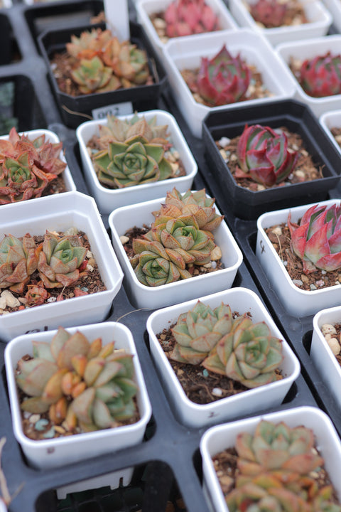 Echeveria purpsorum 大和锦