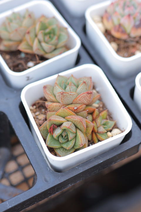 Echeveria purpsorum 大和锦