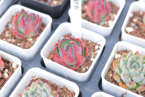 Echeveria Agavoides 'Casio' 惊鸿仙子