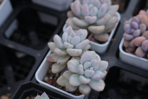 Graptoveria ‘Opalina’ Variegated 奥普琳娜锦