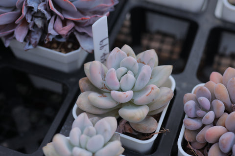 Graptoveria ‘Opalina’ Variegated 奥普琳娜锦