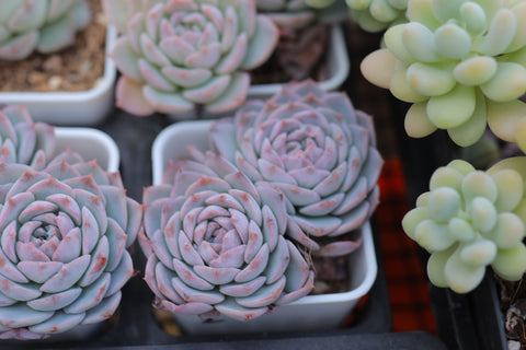 Echeveria cv. 'Onslow' 昂斯洛