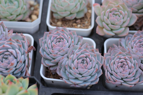 Echeveria cv. 'Onslow' 昂斯洛