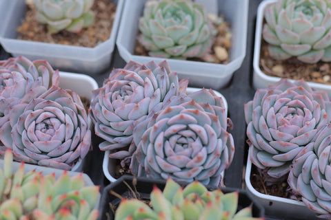 Echeveria cv. 'Onslow' 昂斯洛