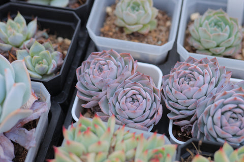 Echeveria cv. 'Onslow' 昂斯洛
