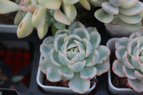 Echeveria Atlantis Variegated 奶油黄桃