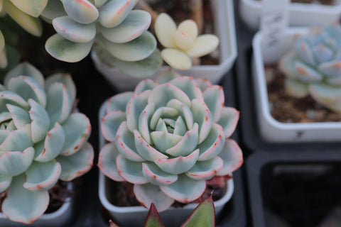 Echeveria Atlantis Variegated 奶油黄桃