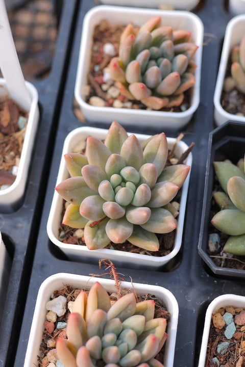 Pachyveria Red Angel's Finger 红蜻蜓