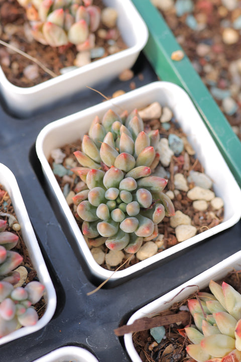 Echeveria cuspidata var. 红爪