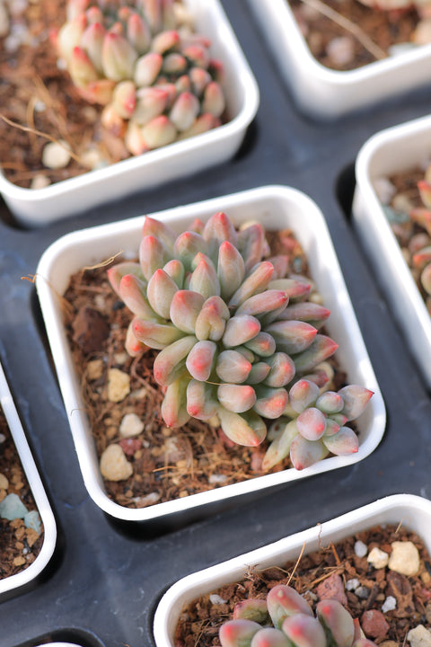 Echeveria cuspidata var. 红爪