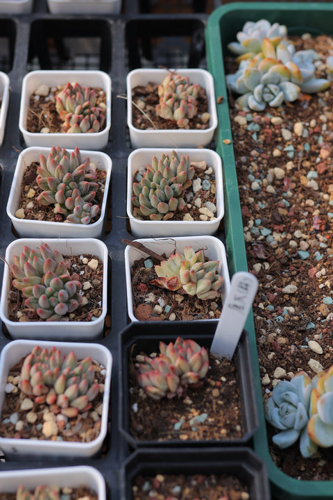 Echeveria cuspidata var. 红爪