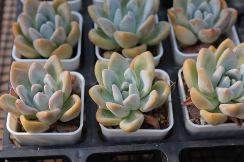Graptoveria 'Opalina' 奥普琳娜