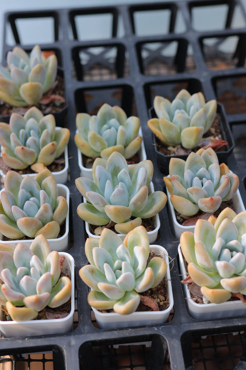 Graptoveria 'Opalina' 奥普琳娜