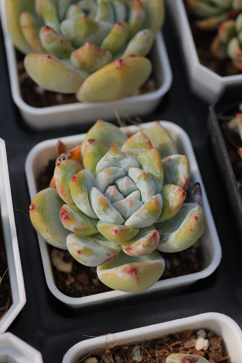 Echeveria 'Snow Angel' 雪天使