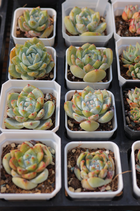 Echeveria 'Snow Angel' 雪天使