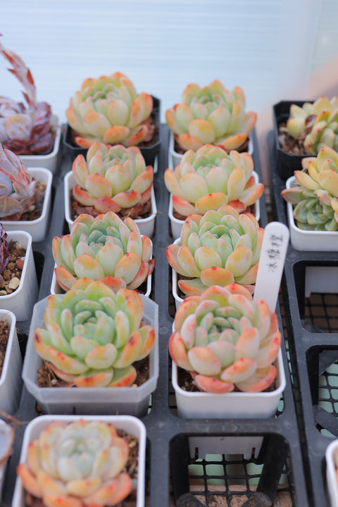 Echeveria 'Crystal Orange' 冰糖橙