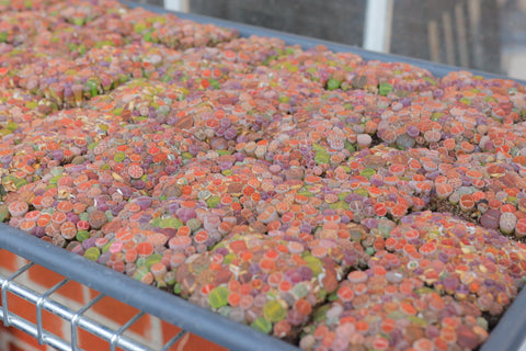 Baby Lithops