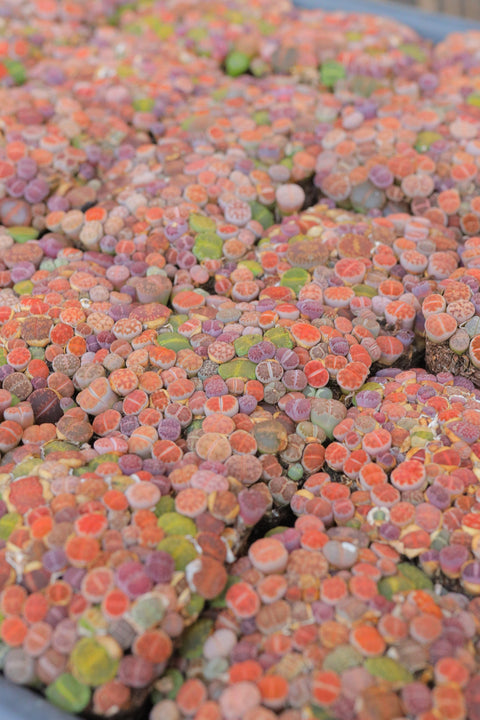 Baby Lithops