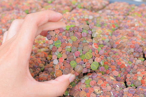 Baby Lithops