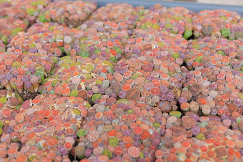 Baby Lithops
