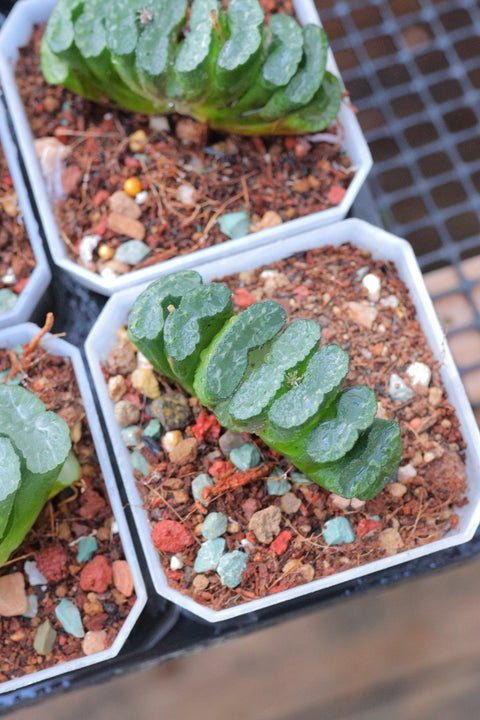 Haworthia truncata 'Nishiaki – Kuro' 西明黑玉扇