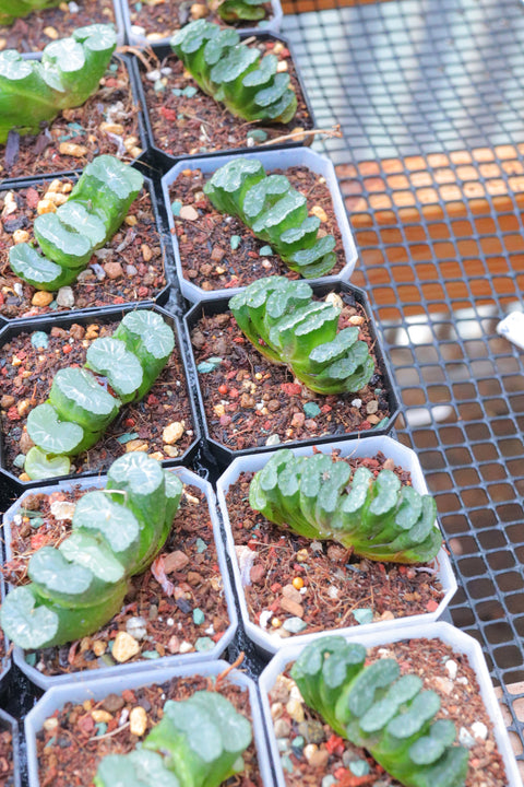 Haworthia truncata 'Nishiaki – Kuro' 西明黑玉扇