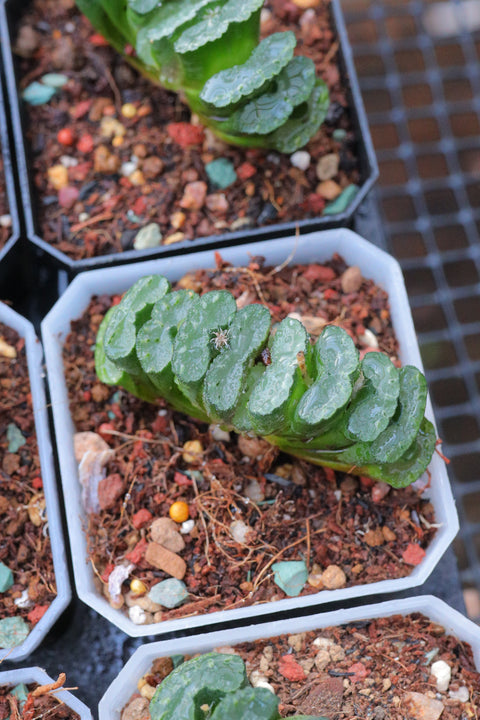 Haworthia truncata 'Nishiaki – Kuro' 西明黑玉扇
