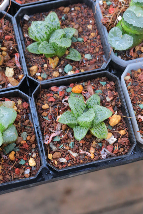 Haworthia 'N Suisyou' x 'Natiguro’ 玛丽丽 大型背窗寿