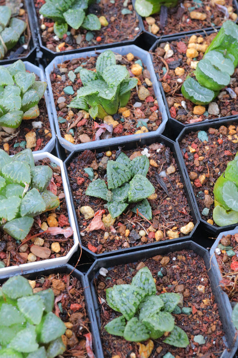 Haworthia 'N Suisyou' x 'Natiguro’ 玛丽丽 大型背窗寿