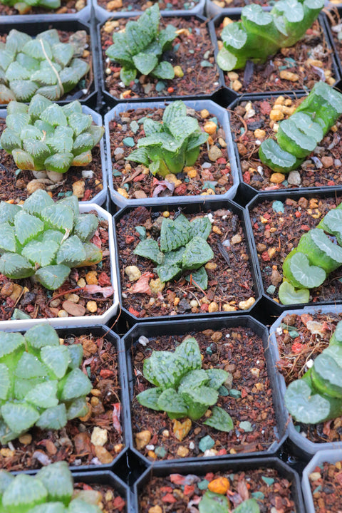 Haworthia 'N Suisyou' x 'Natiguro’ 玛丽丽 大型背窗寿