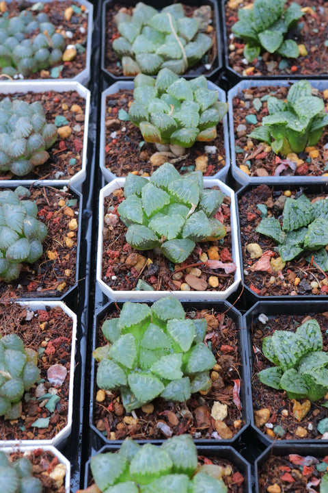 Haworthia obtusa hybrid 糯玉露
