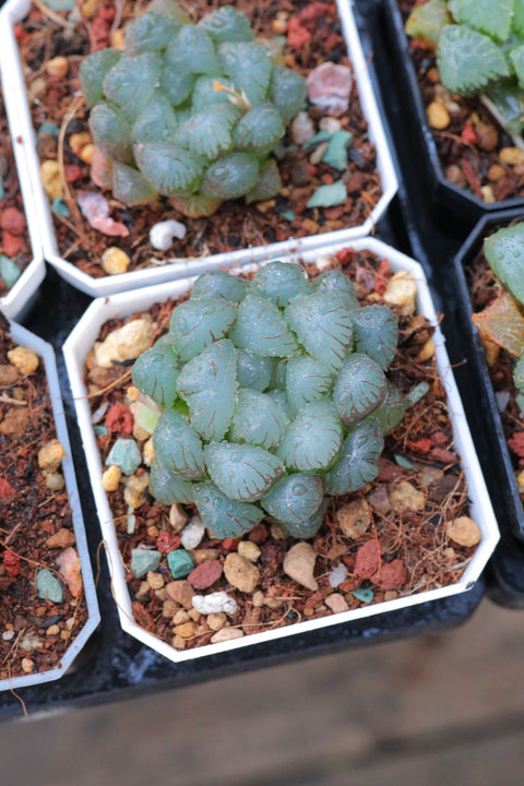 Haworthia cooperi 孔明灯