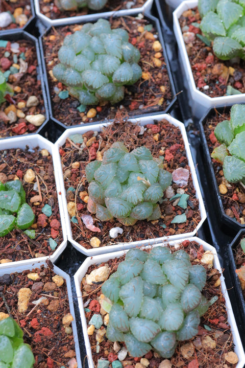 Haworthia cooperi 孔明灯