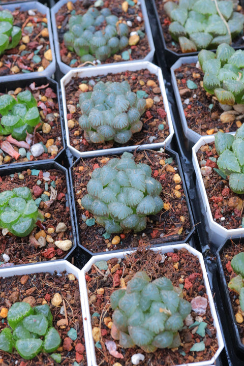 Haworthia cooperi 孔明灯