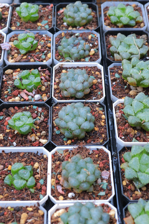 Haworthia cooperi 孔明灯