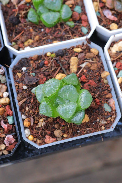 Haworthia bayeri.D.Venter & S.A.Hammer 云窗克里克特寿
