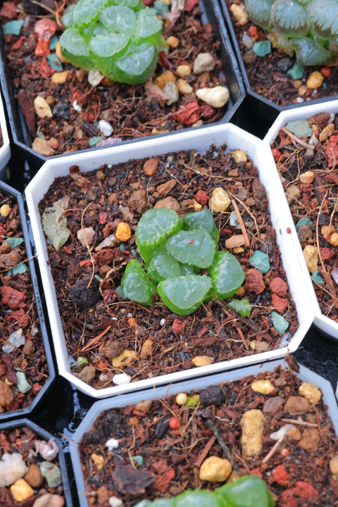 Haworthia bayeri.D.Venter & S.A.Hammer 云窗克里克特寿