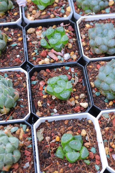 Haworthia bayeri.D.Venter & S.A.Hammer 云窗克里克特寿