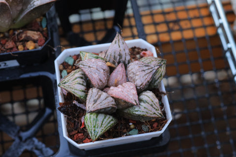 Haworthia magnifica var. splendens 皇妃合之宫 青蟹寿