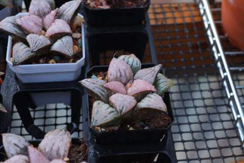 Haworthia magnifica var. splendens 皇妃合之宫 青蟹寿