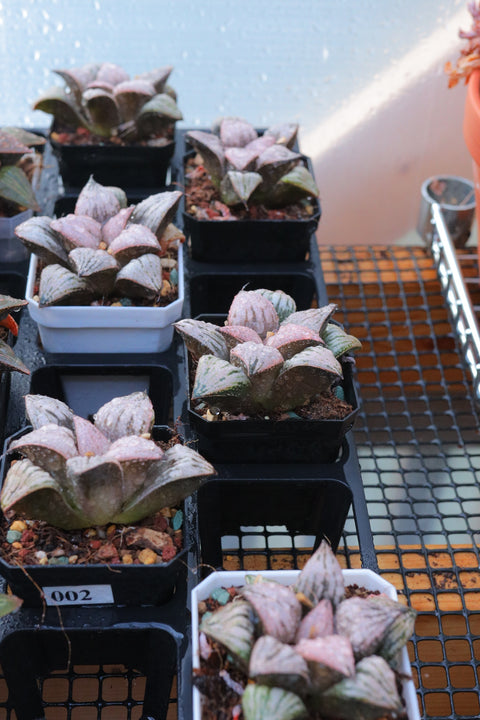 Haworthia magnifica var. splendens 皇妃合之宫 青蟹寿