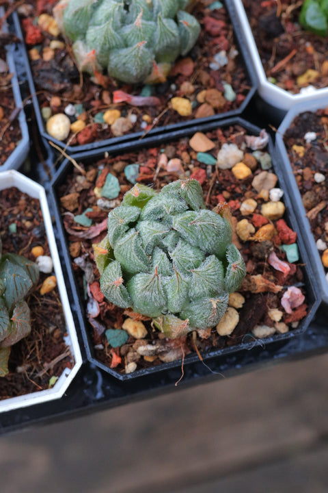 Haworthia cooperi v. venusta 'Emaki' 白雪绘卷