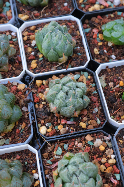 Haworthia cooperi v. venusta 'Emaki' 白雪绘卷