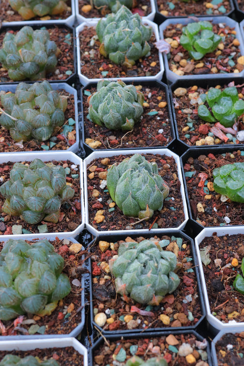 Haworthia cooperi v. venusta 'Emaki' 白雪绘卷