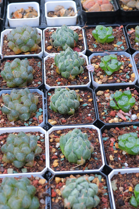 Haworthia cooperi v. venusta 'Emaki' 白雪绘卷